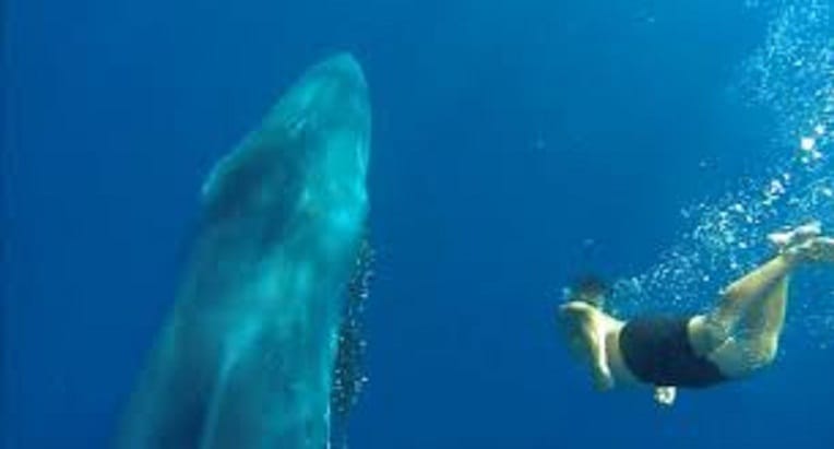 VIDÉO. Quand un marin algérien risque sa vie pour délivrer un bébé baleine