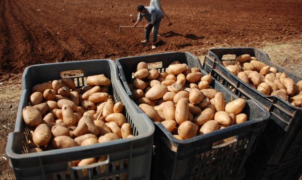 La pomme de terre s’envole, la banane toujours hors de prix