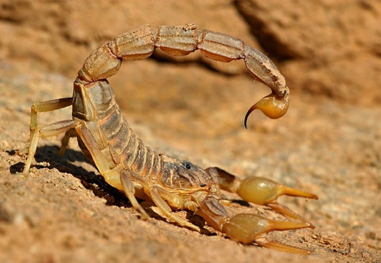 Plus de 43000 personnes piquées par des scorpions venimeux en 2016