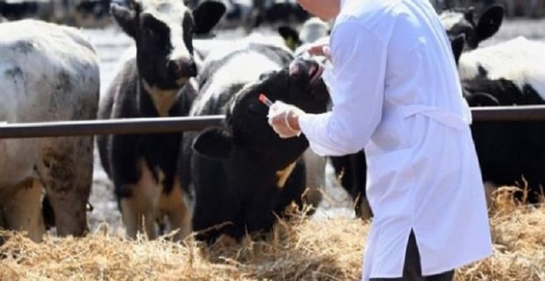 Fièvre aphteuse et rage : plus de 300.000 têtes seront vaccinées à Ghardaïa