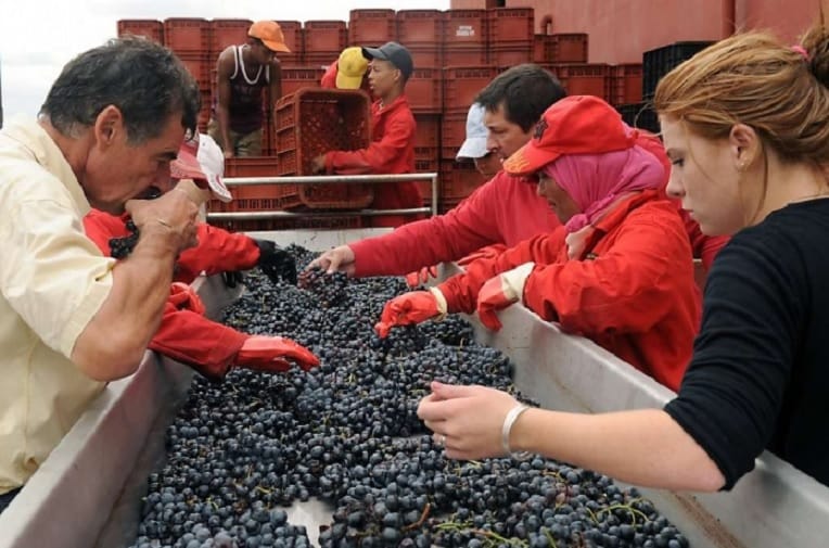 Viticulture : le Maroc, futur player mondial de l’industrie vinicole ?