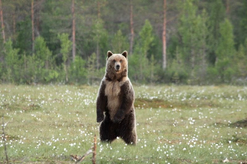 VIDÉO. Un cycliste poursuivi par un ours