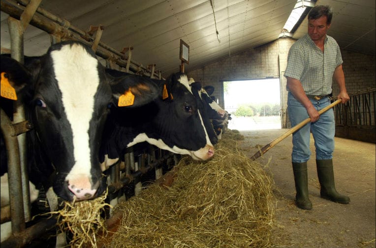 Risque de pénurie d’aliments de bétail : le gouvernement enquête sur les importateurs
