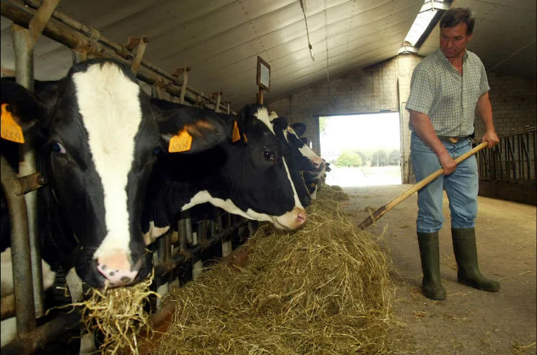 Risque de pénurie d’aliments de bétail : le gouvernement enquête sur les importateurs