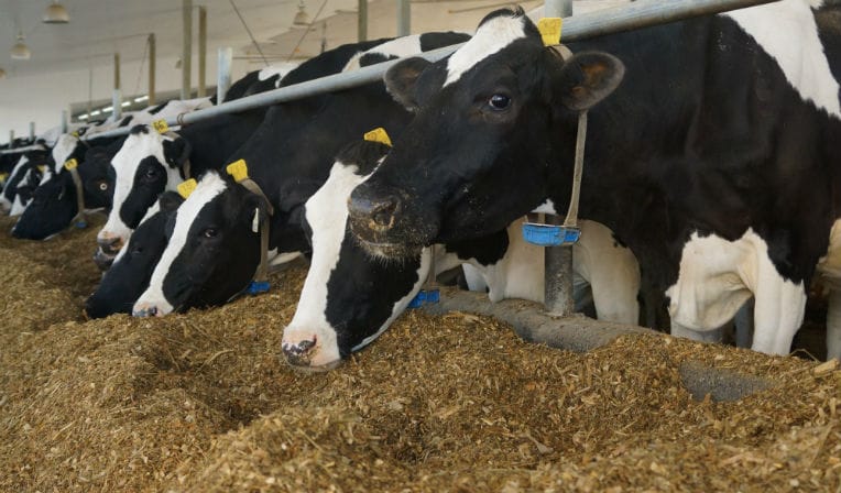 Licences d’importation d’aliments de bétail : des importateurs pris au piège, menace de pénurie