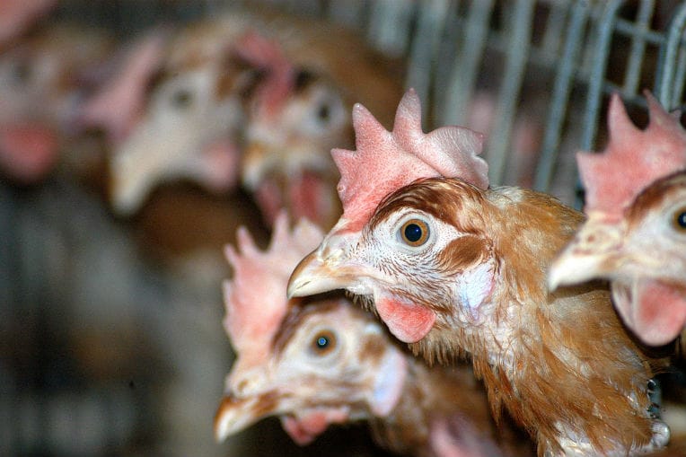 Les aviculteurs mettent en garde contre une flambée des prix de la volaille