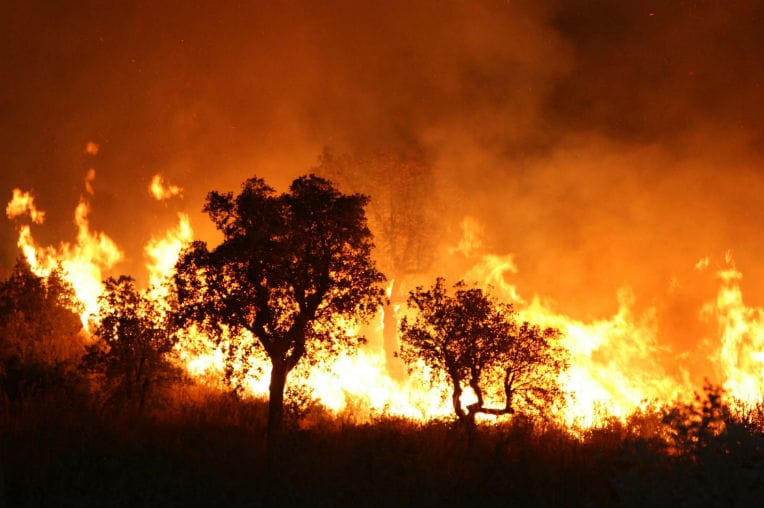 Tizi Ouzou : un mort et deux blessés dans des feux de forêts