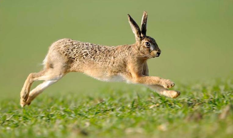 De la mouche à la baleine, la vitesse est une question de taille