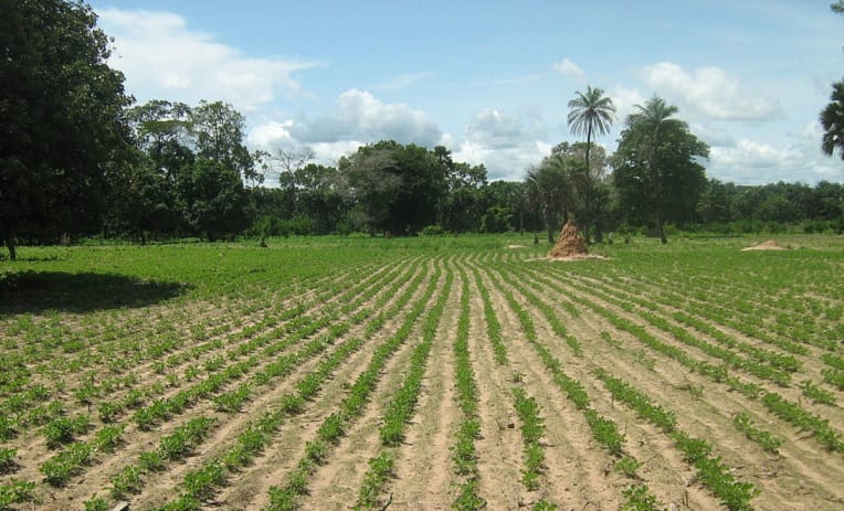 Nouvelle alerte sur l’utilisation excessive des pesticides dans l’agriculture en Algérie