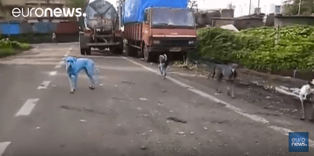 VIDÉO. Des chiens errants deviennent bleus à cause de la pollution