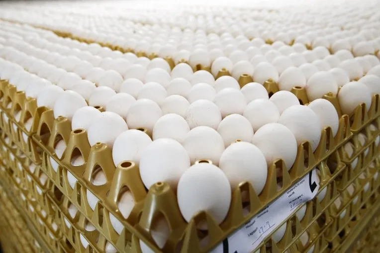 Scandale sanitaire : des millions d&rsquo;œufs retirés des supermarchés européens