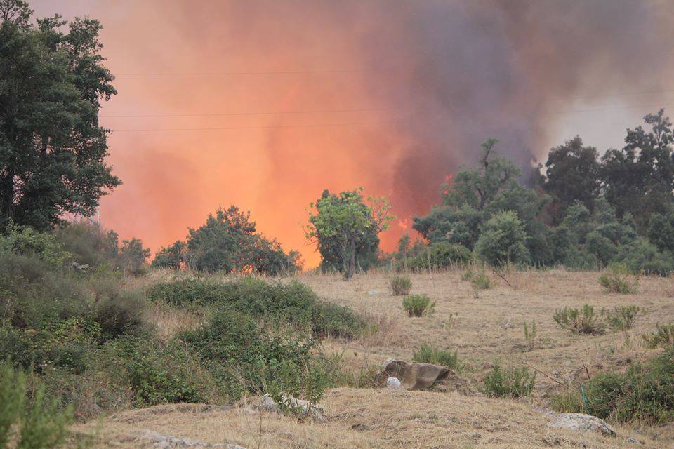 Incendies en Kabylie : la mafia du foncier pointée du doigt