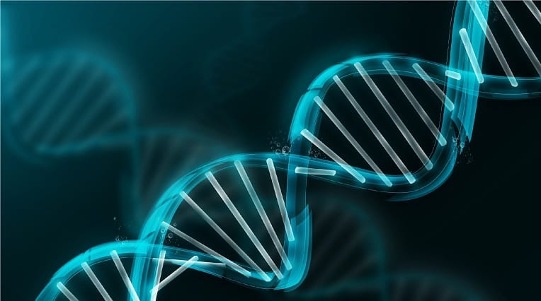 Une grave maladie du sang corrigée chez l’embryon grâce à une manipulation génétique