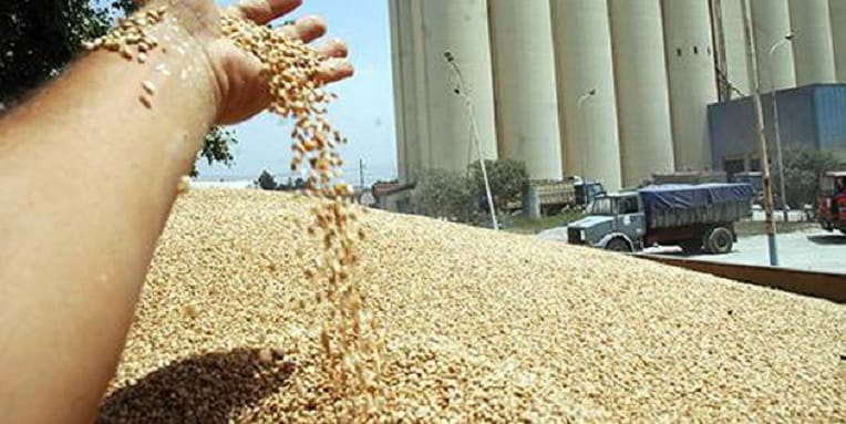 Le blé algérien acheté cet été provient à 100% de France
