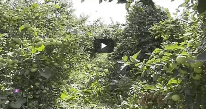 VIDÉO. Khenchela : la pomme menacée par la sécheresse