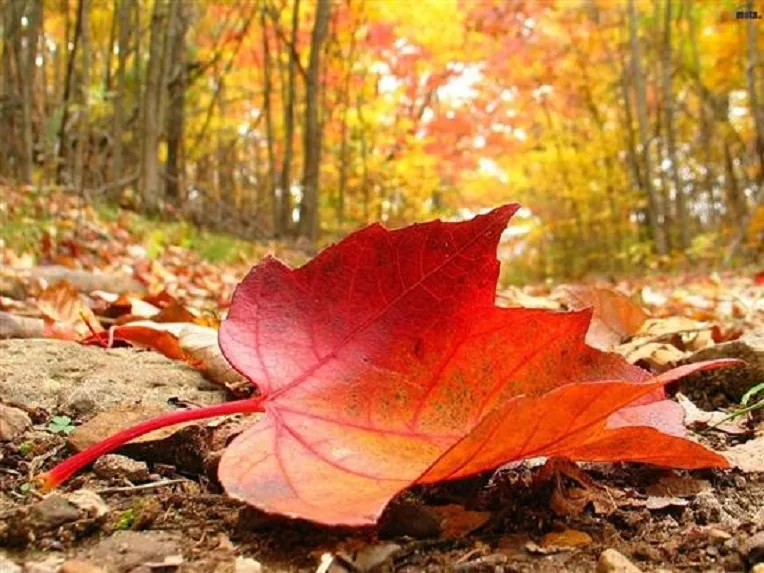 VIDÉO. Les prévisions météo du 23 octobre
