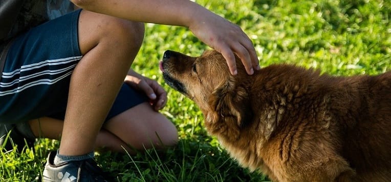 Le chien utiliserait des mimiques pour communiquer avec l’homme