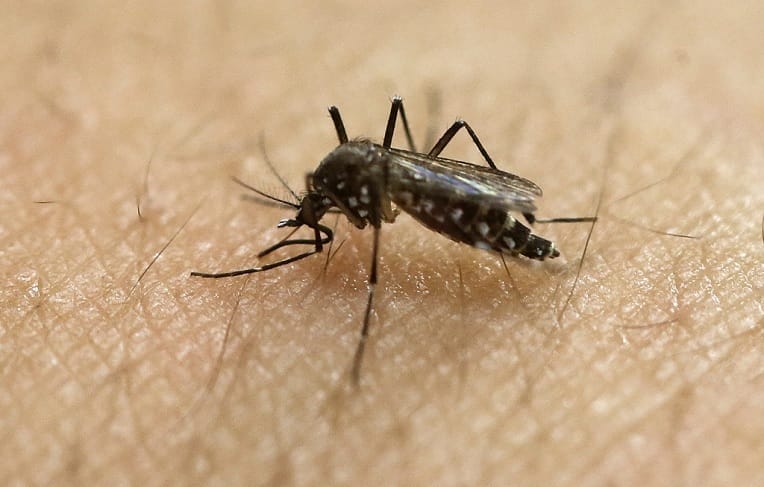 Propagation du moustique-tigre : l’état d’alerte déclenché