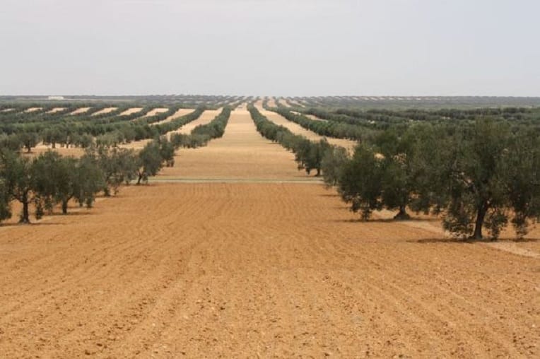 La Tunisie s&rsquo;attend à une production « exceptionnelle » d&rsquo;huile d&rsquo;olive