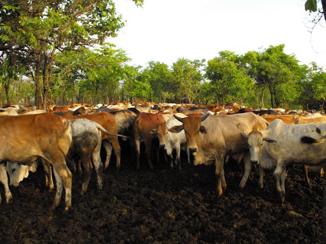 Des vaches provoquent une crise diplomatique entre le Kenya et la Tanzanie