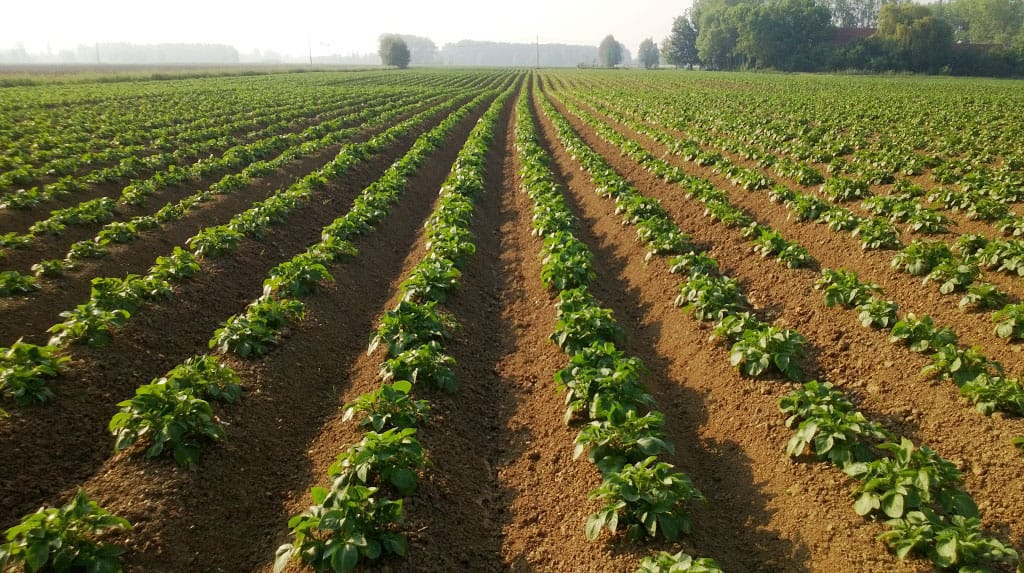 Terres agricoles : le gouvernement exclut tout retour sur le régime de la concession