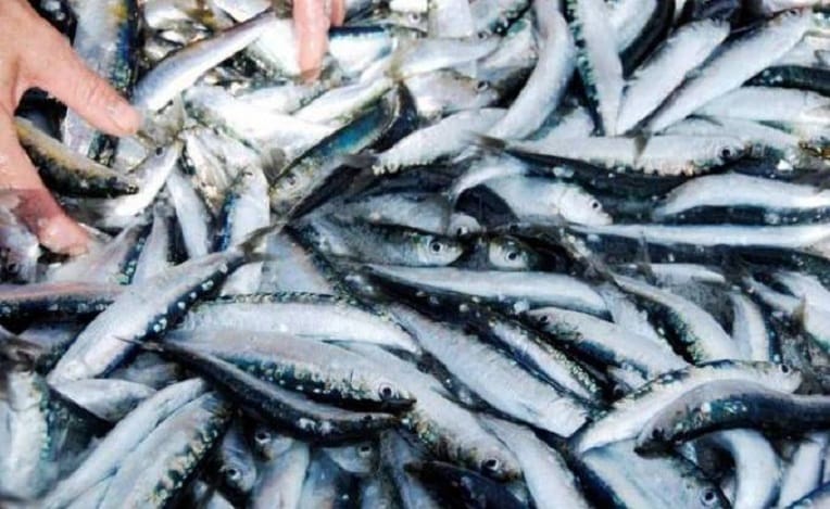 VIDÉO. Il préfère rejeter la sardine à la mer que de la vendre à un prix jugé bas