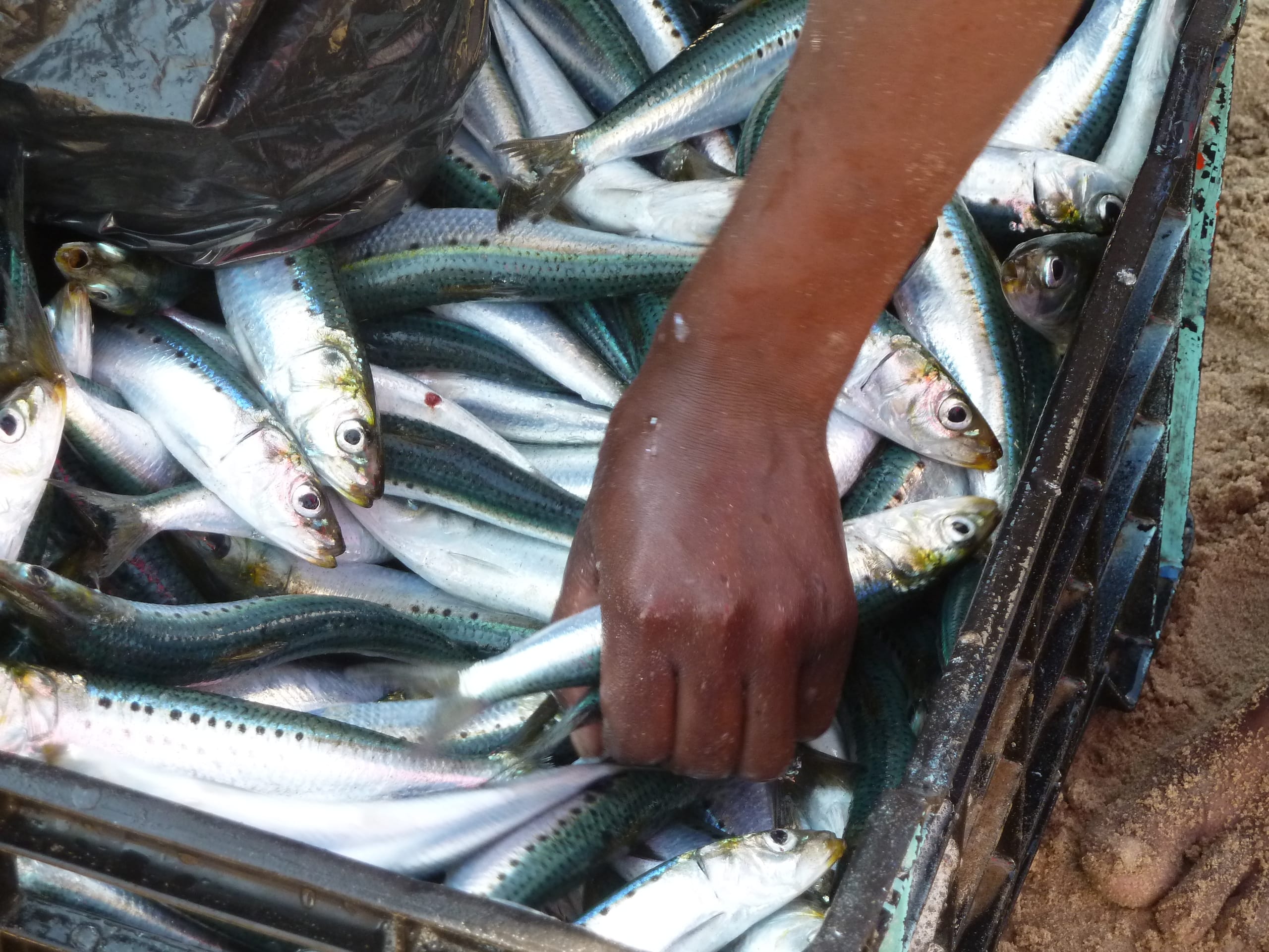 Sardines jetées à la mer : une enquête ouverte à Mostaganem