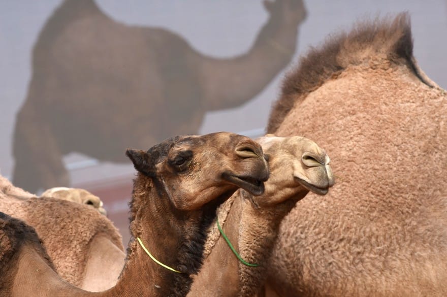 Arabie saoudite : 12 chameaux botoxés disqualifiés d’un concours de beauté