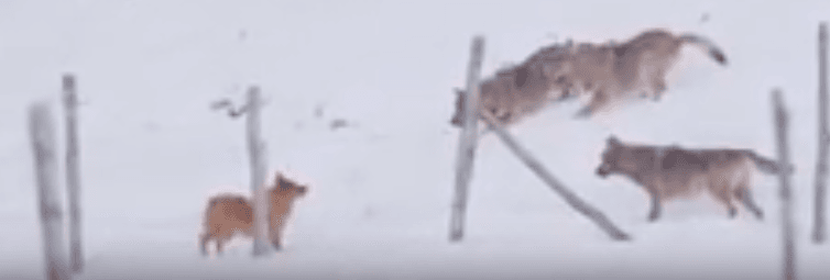 VIDÉO. Un chien échappe à trois loups