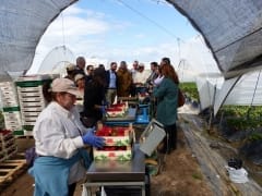 13.000 Marocaines vont assurer la récolte espagnole de fraises