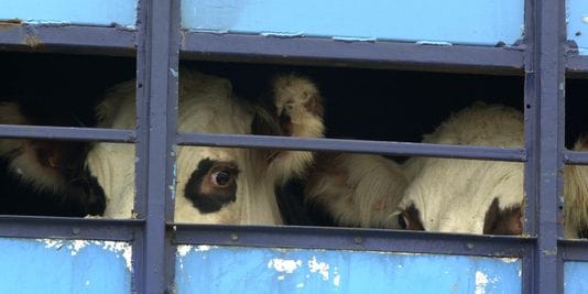 VIDÉO. Un responsable du ministère de la Santé vante la qualité de la viande des animaux étourdis
