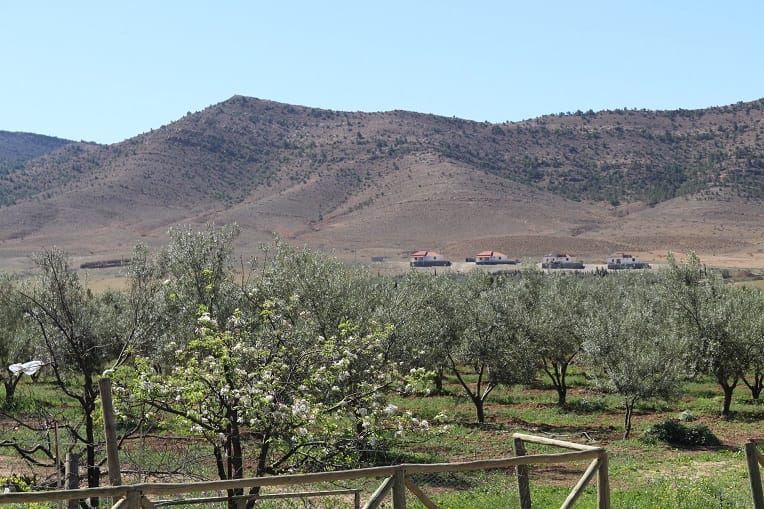 Reportage. L’olive, la future reine des Aurès