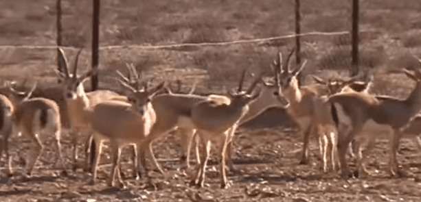 VIDÉO. À El Bayadh, la réserve de gazelles « résiste »