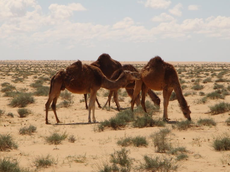 Une maladie neurodégénérative découverte sur des dromadaires à Ouargla