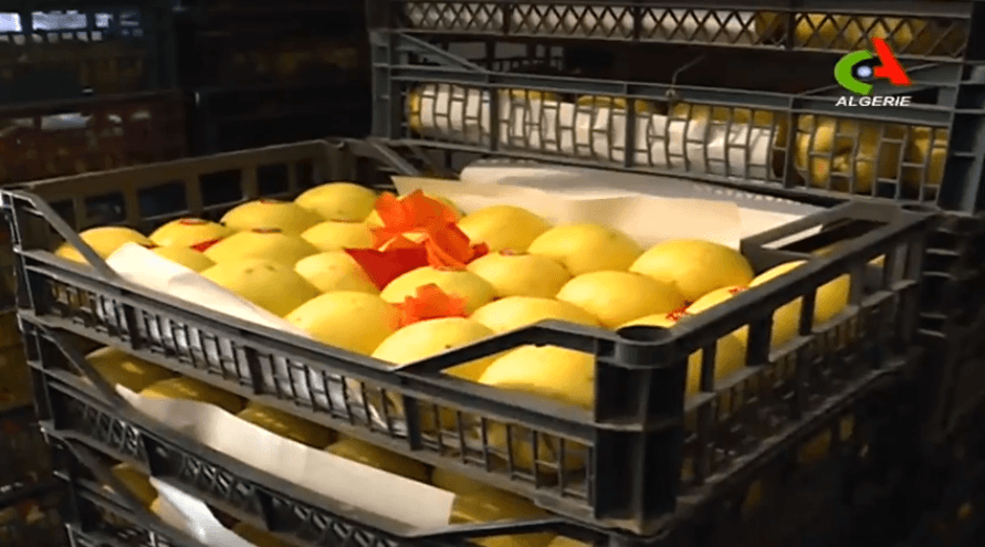 VIDÉO. Les producteurs de la pomme préoccupés par le manque d&rsquo;eau