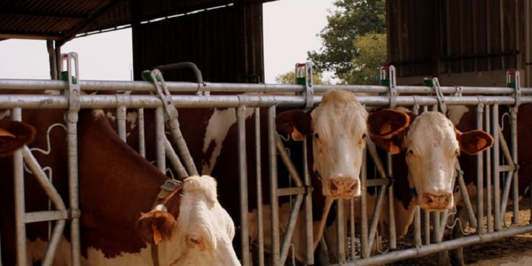 Un nouveau projet américain dans l’agriculture : une ferme de 3000 vaches à El Bayadh
