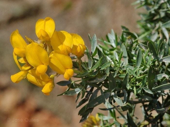Le genêt de Faure déclaré espèce éteinte, d’autres plantes rares menacées en Algérie