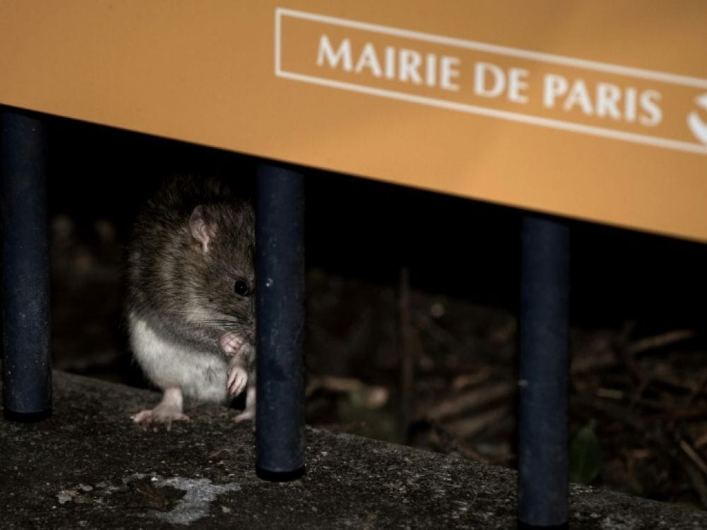 Paris: la chasse aux rats est lancée… sur internet