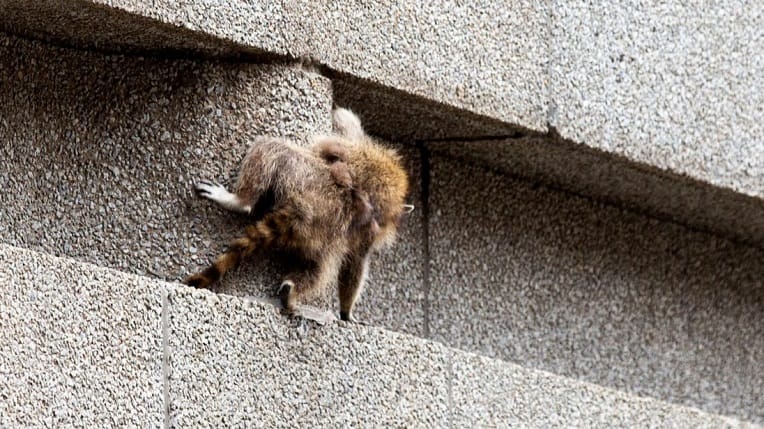 VIDÉO. Quand un raton-laveur escalade un immeuble de 23 étages