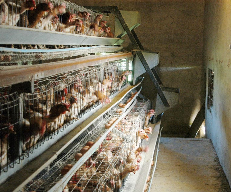 La volaille et les produits agricoles algériens sont-ils de mauvaise qualité ?