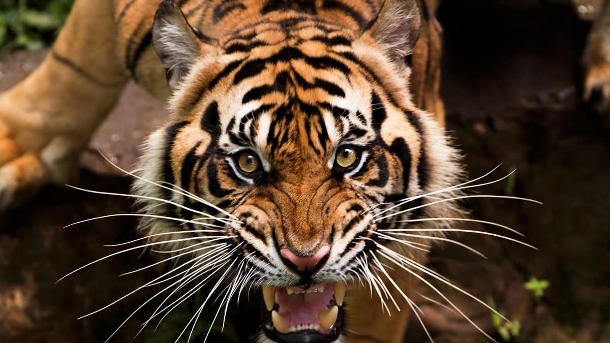 Fillette attaquée par un tigre à Mostaganem : le témoignage du père