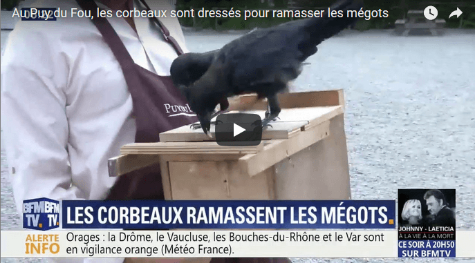 VIDÉO. France : des corbeaux dressés pour ramasser des mégots de cigarettes