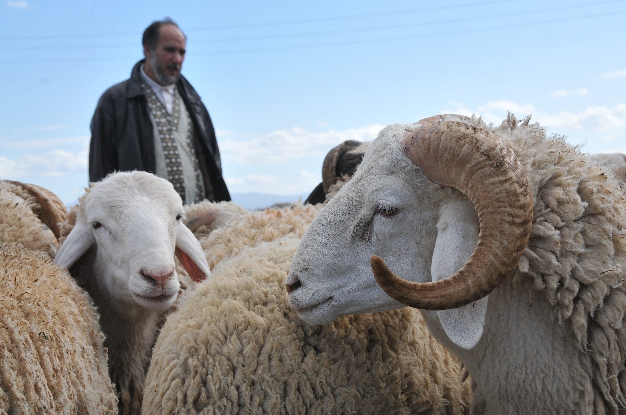 Prix du mouton de l’Aïd : la fièvre aphteuse, une aubaine pour les spéculateurs