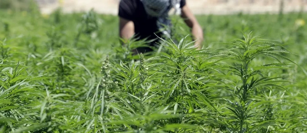 Au Liban, une possible légalisation du cannabis inquiète les producteurs