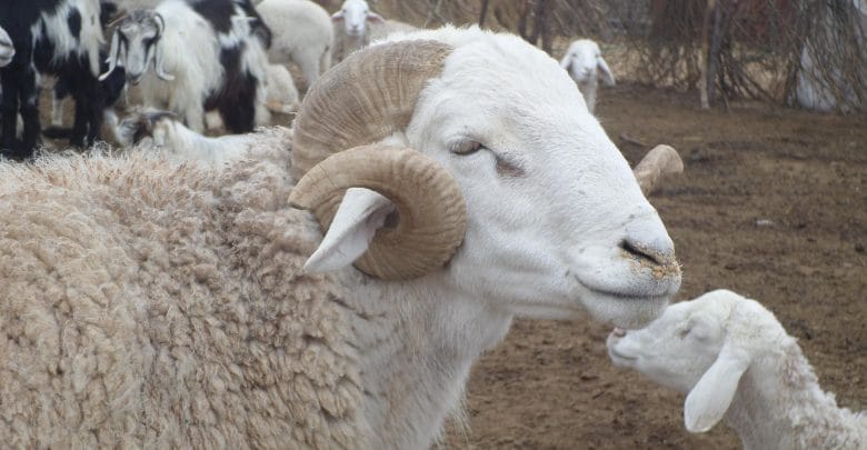 À Alger, le mouton de l’Aïd entre 25000 et 170000 DA