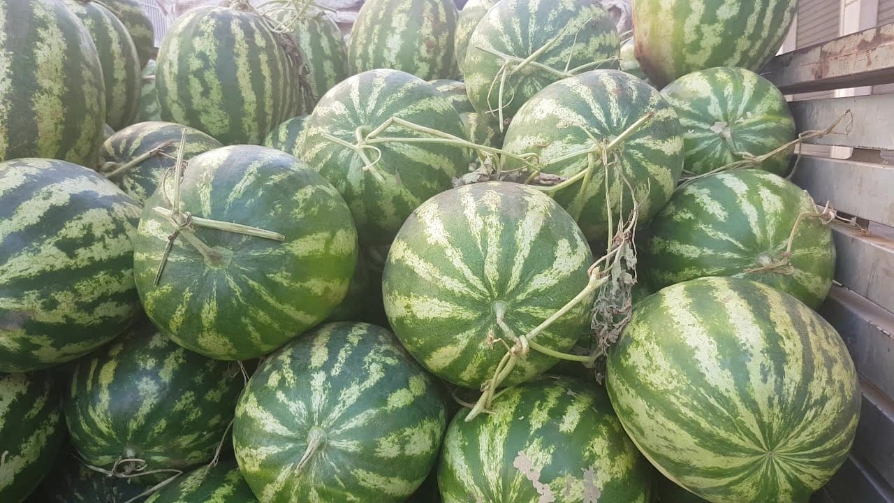 L’institut Pasteur se rétracte sur l’origine du Choléra : » les fruits et légumes sont sains »