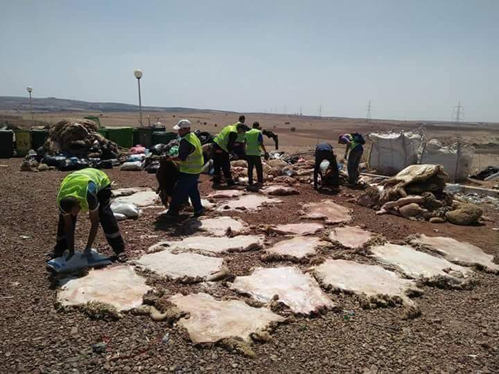 Près de 900.000 peaux et 500 tonnes de laine collectées durant l’Aïd