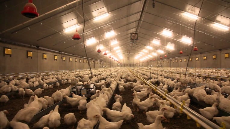 Pourquoi le prix du poulet flambe