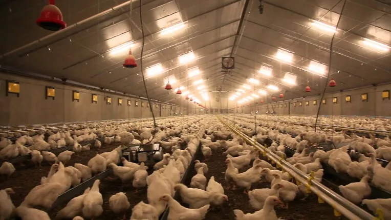 Pourquoi le prix du poulet flambe