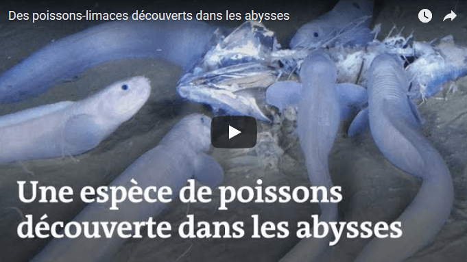VIDÉO. Trois nouvelles espèces de poisson identifiées dans les abysses